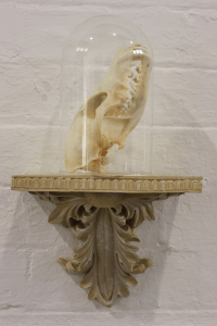 The Wolf That Never Sleeps - Coyote Skull, glass dome installation. www.leacockgallery.com